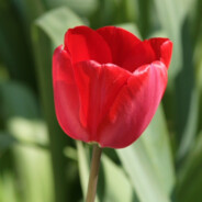 TulipaN