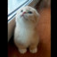 SCOTTISHFOLD