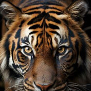 thedoscom - steam id 76561199659913692