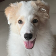 Archaiomelesidonophrunicherata