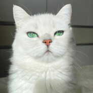 此生只爱行尸走肉