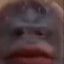 monkey_Are_cool_509