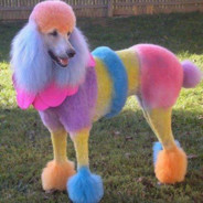 Poodle - steam id 76561197965690176