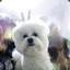 qiao_sh226_cn