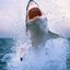 ✪Great White Shark
