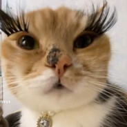 МЕРТВЫЕ КОТЯТА