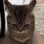 mode:ЧоЧ