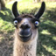 Ǥɾᴧᴤʆᴧᵯᴧ