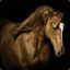 equidae