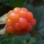 Cloudberry