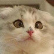 我是一只小青蛙，倒地只会挂挂挂