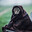 badr