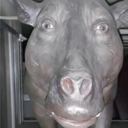 RysiuFN1