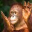 Orangutango