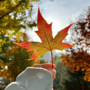 你算哪块小饼干