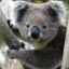 koalapunch