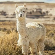 绝地潜兵千早爱音