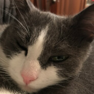 team . tokk | Doza:3