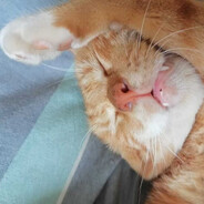 曼查的堂吉诃德