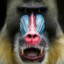 Ape-_-Face