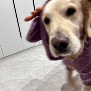 请给我来份双皮奶