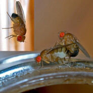 Grå häst med svart man