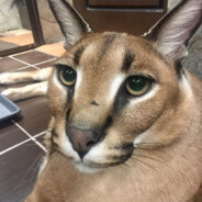 Big Caracal