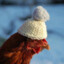 Chicken in Hat