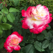 Chenshijie_de_Princess