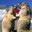 Gaylittlemarmot