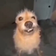 yo