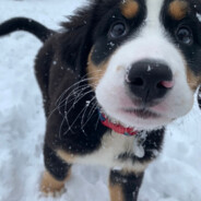 重生之我是大帅哥