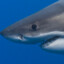 K1llershark