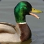 duckhead431