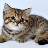 Mr_Kotel
