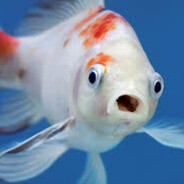 iam just a fish