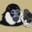 Brass Monkey