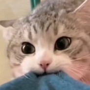 kd zero nine,被杀算你菜