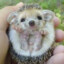 Young Hedgehog
