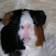 Rayrosher - steam id 76561197971730238