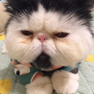 布偶猫欺负加菲猫*