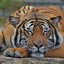 sleepingtiger80