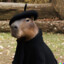 Capitán Capybara