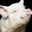 Porkington