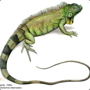 Iguana