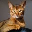 Abyssinian