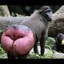 Baboon Moment