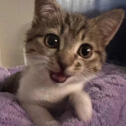 榴莲芒果玉米精