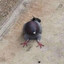 Pigeon™