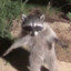 TrashPanda